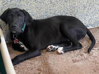 Mixed Breed Dogs Available for Adoption in Stanwood, Washington - Altra | PetCurious
