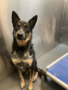 RANGER -  Australian Cattle Dog Blue Heeler Dog for Adoption in Dallas, Texas - RANGER | PetCurious