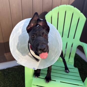 Twister -  Mixed Breed Dog for Adoption in Bradenton, Florida - Twister | PetCurious