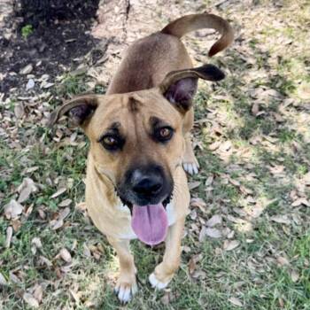 FIFI -  Staffordshire Bull Terrier and Mixed Breed Dog for Adoption in Houston, Texas - FIFI | PetCurious