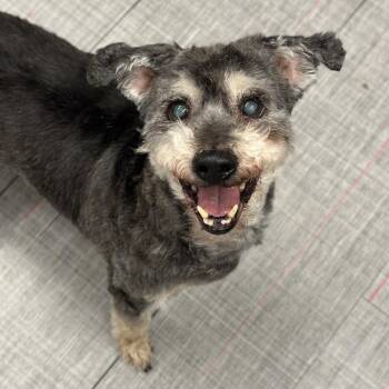 Mixed Breed Dogs Available for Adoption - Walter | PetCurious