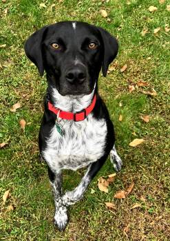 Ember -  German Shorthaired Pointer Dog for Adoption in La Crescent, Minnesota - Ember | PetCurious