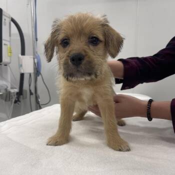 Tianna -  Bernese Mountain Dog and Poodle Dog for Adoption in Winston-salem, North Carolina - Tianna | PetCurious
