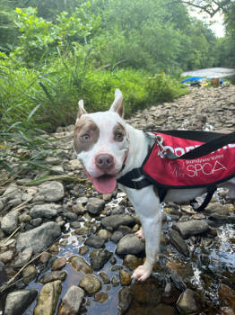 Rescue Mixed Breed Dogs for Adoption in West Chester, Pennsylvania - Dimitri Fka Slurpee | PetCurious