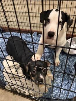 Wubby -  American Staffordshire Terrier Dog for Adoption in Austin, Texas - Wubby | PetCurious