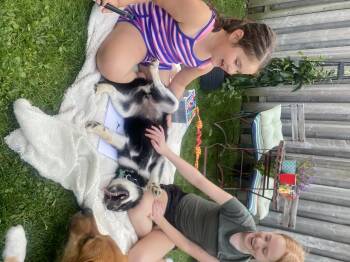 Willa -  Husky Dog for Adoption in Cambridge, Ontario - Willa | PetCurious