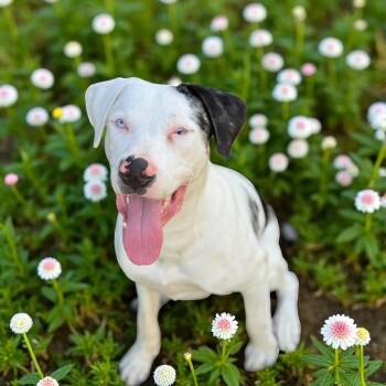 Rescue Great Dane Dogs for Adoption in Farmington, Connecticut - Buster | PetCurious