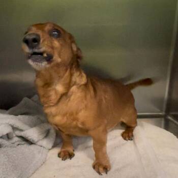 Walter -  Miniature Dachshund Dog for Adoption in Spokane, Washington - Walter | PetCurious