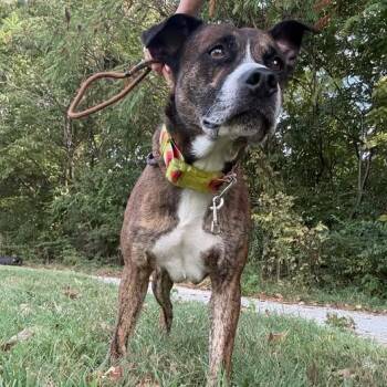 Walker -  Mixed Breed Dog for Adoption in Jeffersonville, Indiana - Walker | PetCurious