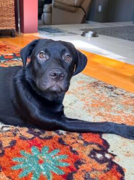 Labrador Retriever and Mixed Breed Dogs Available for Adoption in Urbandale, Iowa - Bug | PetCurious