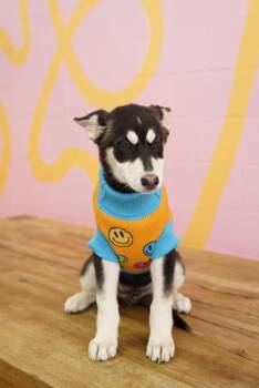 Scrappy -  Husky Dog for Adoption in Pasadena, California - Scrappy | PetCurious