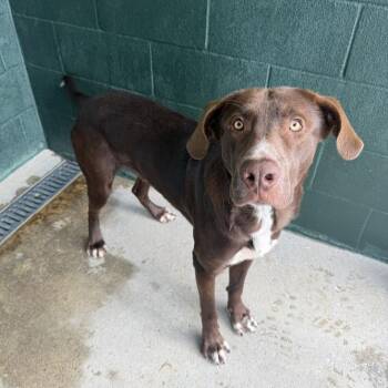 Parrain -  Labrador Retriever and Mixed Breed Dog for Adoption in Carencro, Louisiana - Parrain | PetCurious