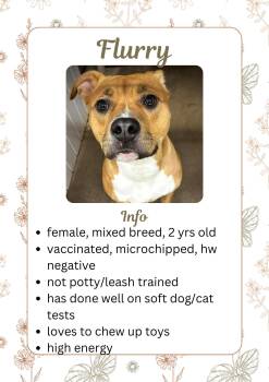 Black Mouth Cur and Mixed Breed Dogs Available for Adoption - Flurry | PetCurious