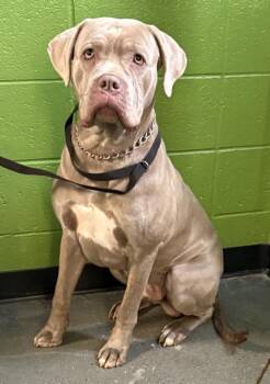 Cane Corso Dogs Available for Adoption - Pen 142c Harry | PetCurious