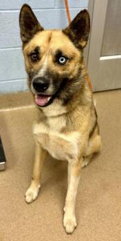 Henrico -  Mixed Breed Dog for Adoption in Chamblee, Georgia - Henrico | PetCurious