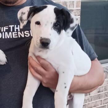 Rescue Hound and Mixed Breed Dogs for Adoption in Jersey City, New Jersey - Jesper Bratt | PetCurious
