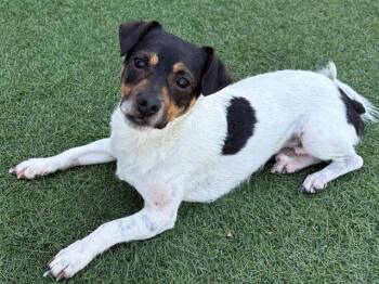 LINCOLN -  Rat Terrier and Parson Russell Terrier Dog for Adoption in Santa Clara, California - LINCOLN | PetCurious