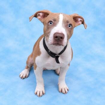 Esteban -  Mixed Breed Dog for Adoption in Summerville, South Carolina - Esteban | PetCurious
