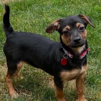 Wrangler -  Chihuahua Dog for Adoption in Portland, Oregon - Wrangler | PetCurious