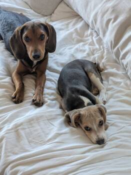 Beagle Dogs Available for Adoption - Rebel | PetCurious