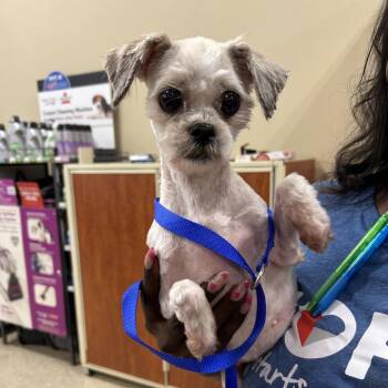 Mixed Breed Dogs Available for Adoption - Missy | PetCurious