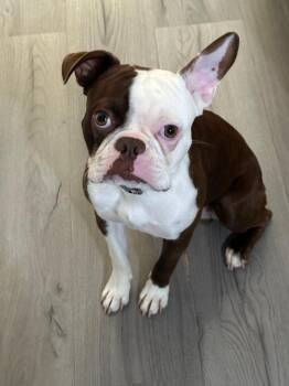 Bandit in MO -  Boston Terrier Dog for Adoption - Bandit In MO | PetCurious