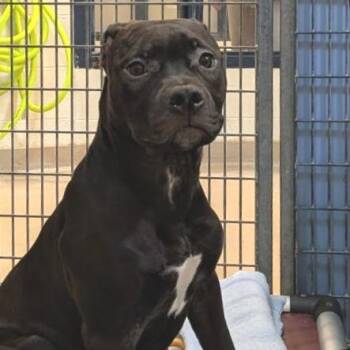 Harley -  Mixed Breed Dog Available for Adoption in Fairport, New York - Harley | PetCurious