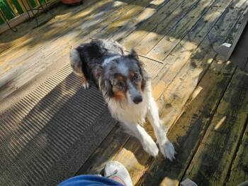 1117 Lola nka Lovey -  Australian Shepherd Dog for Adoption in Ringwood, Illinois - 1117 Lola Nka Lovey | PetCurious