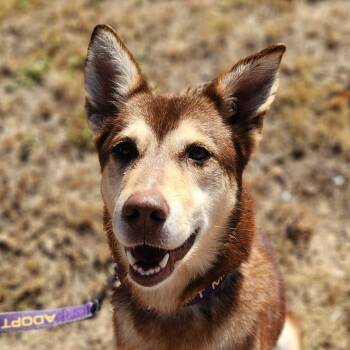 Rescue Husky and Shepherd Dogs for Adoption in Austin, Texas - Lyra JuM | PetCurious