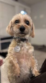 Yorkshire Terrier Dogs Available for Adoption - Pepper | PetCurious