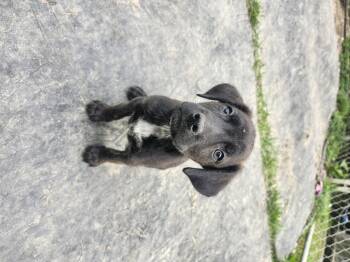 ShoeString -  Black And Tan Coonhound and Pit Bull Terrier Dog for Adoption in Cosby, Tennessee - ShoeString | PetCurious