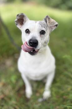 Winter -  Terrier and Mixed Breed Dog for Adoption - Winter | PetCurious