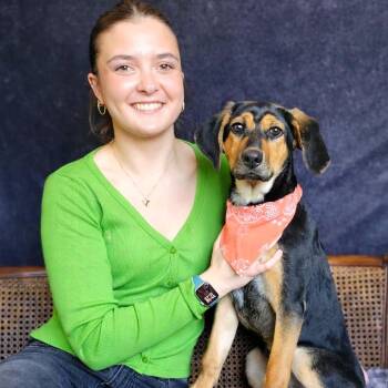 Shepherd and Beagle Dogs Available for Adoption - Yanna | PetCurious