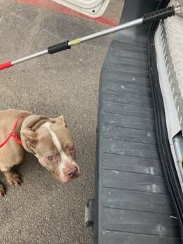 Mixed Breed Dogs Available for Adoption - SPARKLES | PetCurious