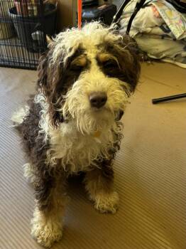 GOOSE (mini doodle) -  Bernedoodle Dog for Adoption in Rossford, Ohio - GOOSE (mini Doodle) | PetCurious