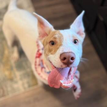 Barry White Kissy Boy -  Pit Bull Terrier and Labrador Retriever Dog for Adoption in Friendswood, Texas - Barry White Kissy Boy | PetCurious