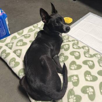 Squirrel -  Chihuahua and Mixed Breed Dog Available for Adoption in Dover, New Hampshire - Squirrel | PetCurious
