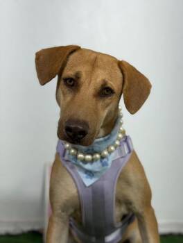 Carol-One of our Amazing Rescue Dogs -  Vizsla and Rhodesian Ridgeback Dog for Adoption in Carlsbad, California - Carol-One Of Our Amazing Rescue Dogs | PetCurious