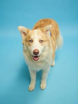 Australian Shepherd and Husky Dogs Available for Adoption - Wilbur | PetCurious
