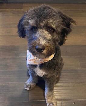 Luna Moon -  Aussiedoodle Dog Available for Adoption in Louisville, Kentucky - Luna Moon | PetCurious