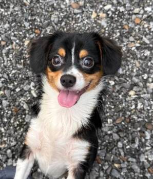 Doobie -  Chihuahua and Mixed Breed Dog for Adoption in Wilkesboro, North Carolina - Doobie | PetCurious