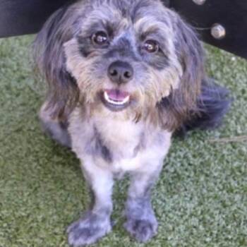 Zoey -  Mixed Breed Dog Available for Adoption in Wantagh, New York - Zoey | PetCurious