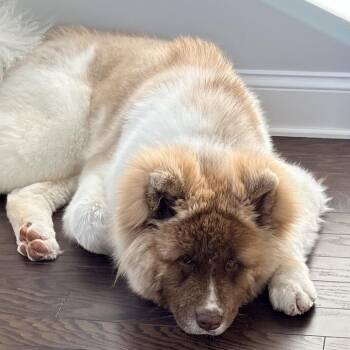 Akita and Rough Collie Dogs Available for Adoption - Wookiee | PetCurious