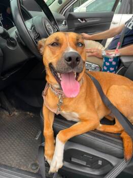 Iris -  Husky Dog for Adoption in Pembroke, Massachusetts - Iris | PetCurious