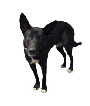 Rescue Border Collie Dogs for Adoption in Red Bluff, California - Lefty | PetCurious