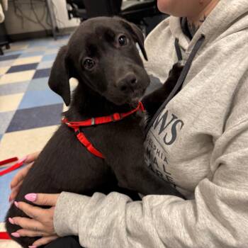 Mixed Breed Dogs Available for Adoption in Philadelphia, Pennsylvania - Infinity | PetCurious