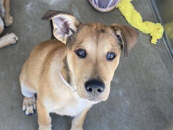 German Shepherd Dog and Rottweiler Dogs Available for Adoption in Tustin, California - PAPI | PetCurious