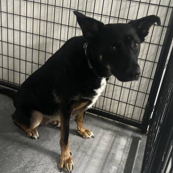 Roxie Rox -  German Shepherd Dog and Mixed Breed Dog for Adoption in St. Louis, Missouri - Roxie Rox | PetCurious
