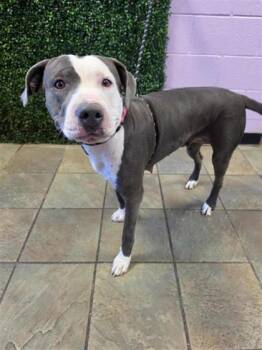 61684496 -  Pit Bull Terrier and Mixed Breed Dog for Adoption in El Paso, Texas - 61684496 | PetCurious