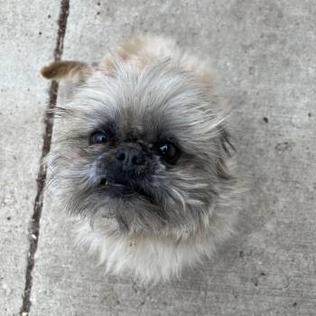 Cairn Terrier Dogs Available for Adoption in Fairmont, Minnesota - Banjo | PetCurious